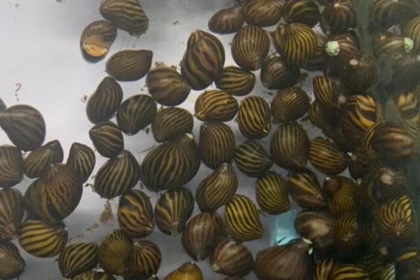 斑马螺为什么养不活,水质和水温不达标都会影响存活率