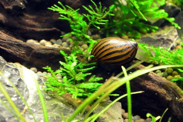 斑马螺为什么养不活,水质和水温不达标都会影响存活率