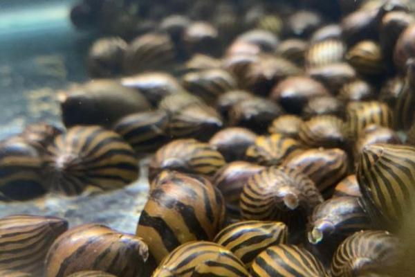 斑马螺为什么养不活,水质和水温不达标都会影响存活率