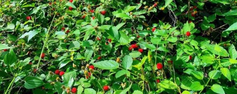 覆盆子种多久才能收获