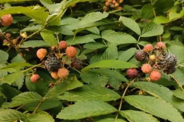 覆盆子种多久才能收获,所需时间为1年左右