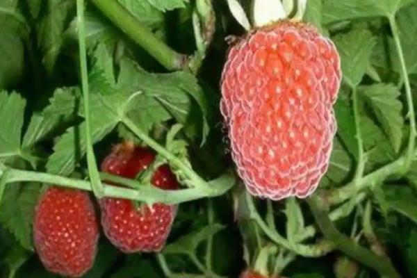 覆盆子种多久才能收获,所需时间为1年左右