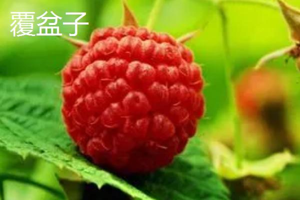 覆盆子种多久才能收获,所需时间为1年左右