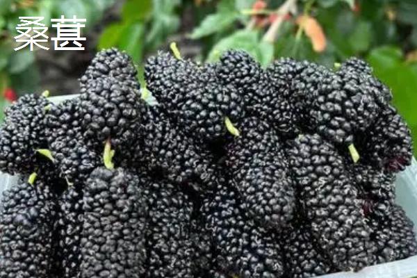 覆盆子种多久才能收获,所需时间为1年左右