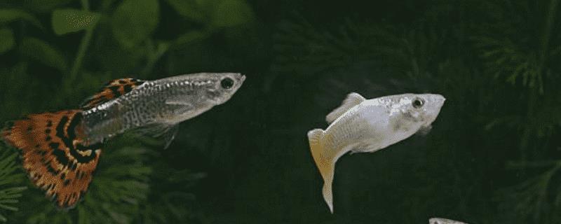 孔雀鱼烂尾原因