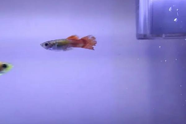 孔雀鱼烂尾原因,可能是外伤感染、水质过差等因素所导致