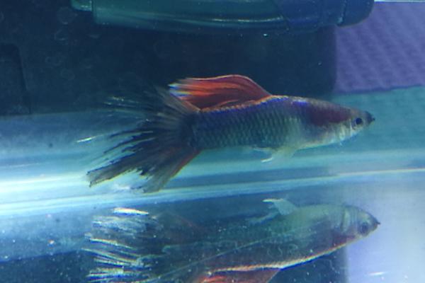 孔雀鱼烂尾原因,可能是外伤感染、水质过差等因素所导致