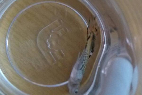 孔雀鱼烂尾原因,可能是外伤感染、水质过差等因素所导致