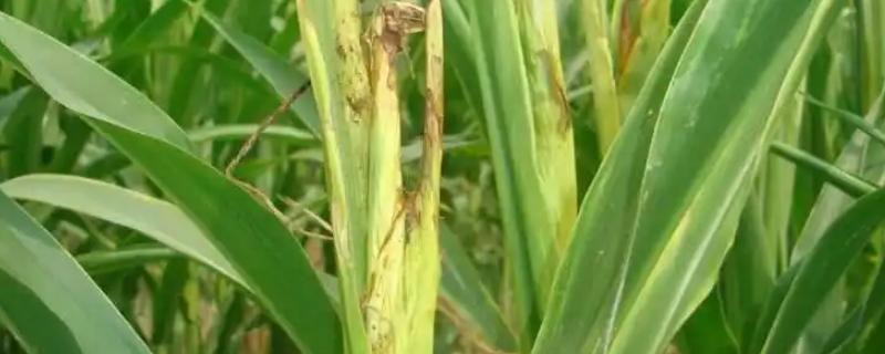 玉米顶腐病的防治方法