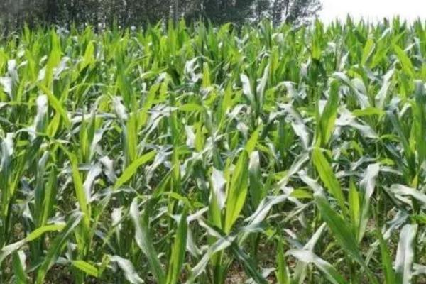 玉米顶腐病的防治方法,农药防治是关键