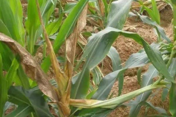 玉米顶腐病的防治方法,农药防治是关键