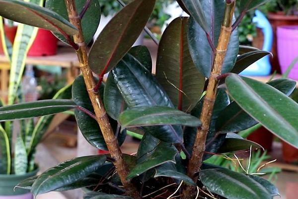 橡皮树的作用,可净化空气、美化环境