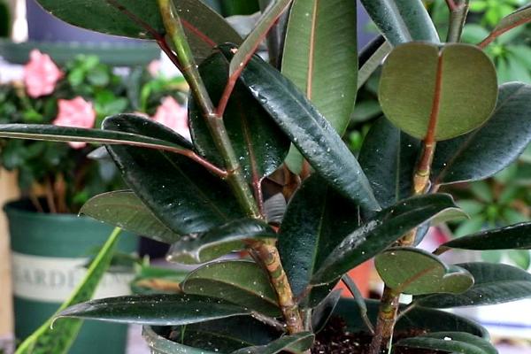 橡皮树的作用,可净化空气、美化环境