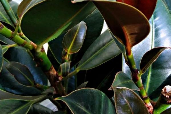 橡皮树的作用,可净化空气、美化环境