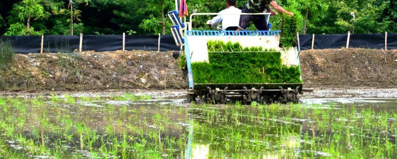 机插秧苗期怎么管理