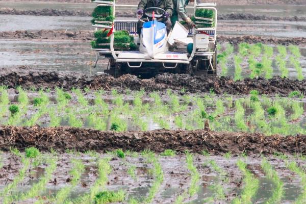 机插秧苗期怎么管理,需要让床土保持湿润