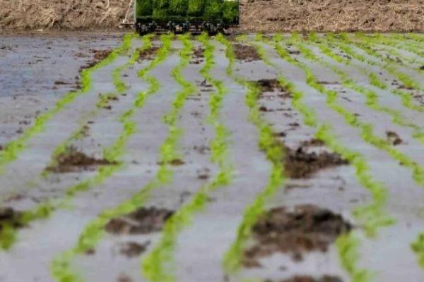 机插秧苗期怎么管理,需要让床土保持湿润