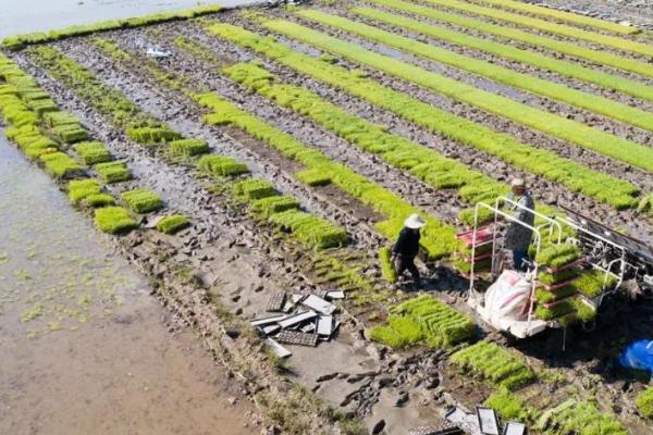 机插秧苗期怎么管理,需要让床土保持湿润