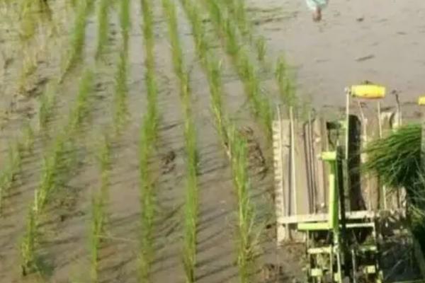 机插秧苗期怎么管理,需要让床土保持湿润