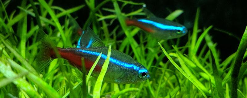 红绿灯鱼怎么分公母