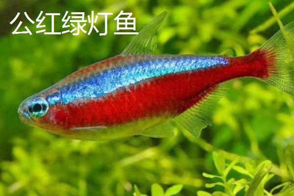 红绿灯鱼怎么分公母,体态、臀鳍形状都不同