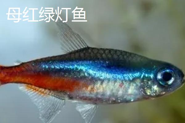 红绿灯鱼怎么分公母,体态、臀鳍形状都不同