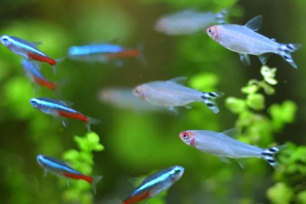 红绿灯鱼怎么分公母,体态、臀鳍形状都不同