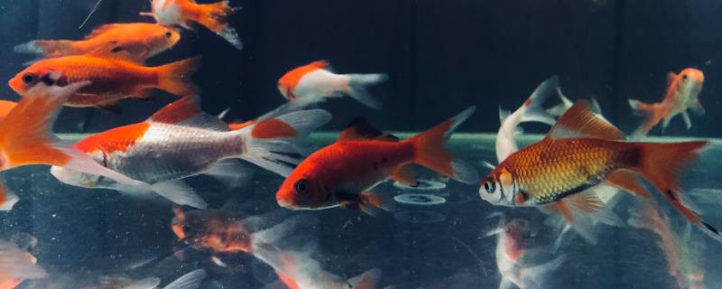 没有胡子的锦鲤是什么品种