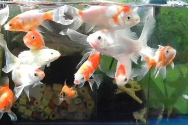 没有胡子的锦鲤是什么品种,可能是草金鱼