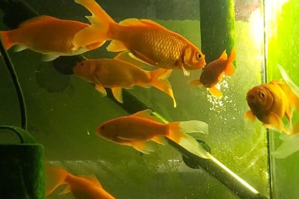 没有胡子的锦鲤是什么品种,可能是草金鱼