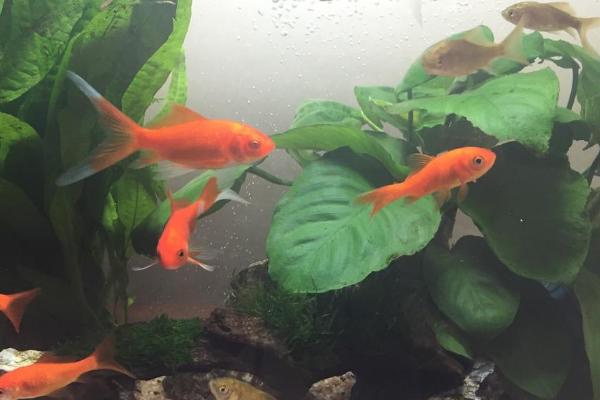 没有胡子的锦鲤是什么品种,可能是草金鱼