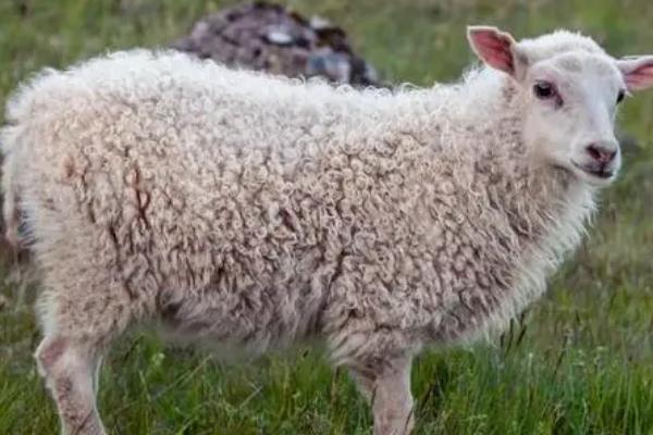 绵羊冬天怕不怕冷,比较怕冷但可以短时间忍耐低温