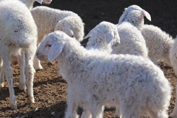 绵羊冬天怕不怕冷,比较怕冷但可以短时间忍耐低温