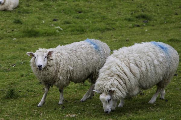 绵羊冬天怕不怕冷,比较怕冷但可以短时间忍耐低温