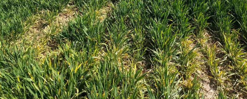 小麦黄叶病是什么原因