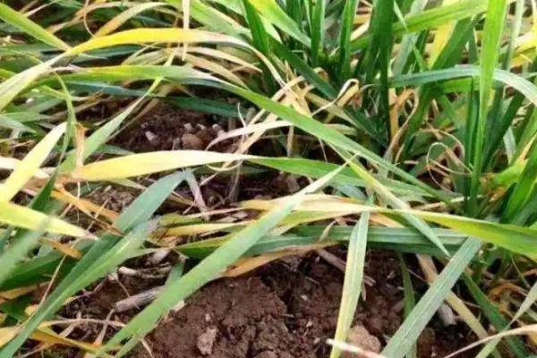 小麦黄叶病是什么原因,干旱缺墒或土壤偏酸均会导致