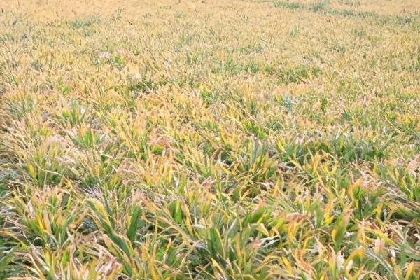 小麦黄叶病是什么原因,干旱缺墒或土壤偏酸均会导致