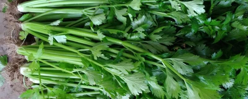 芹菜空心原因以及如何预防