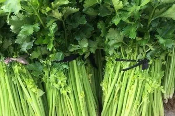 芹菜空心原因以及如何预防,可能是缺少肥料、受到冻害、采收过迟等因素所导致