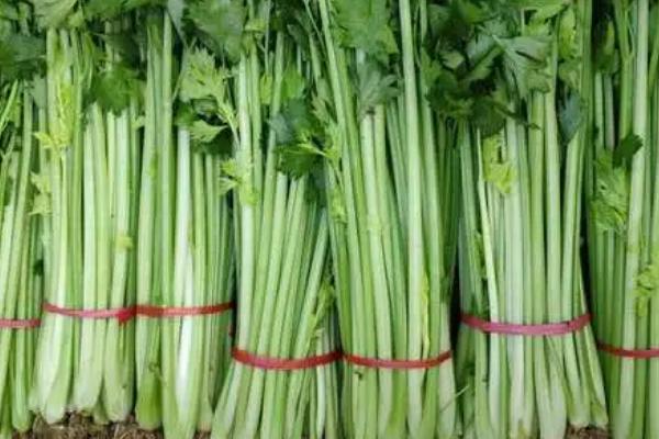 芹菜空心原因以及如何预防,可能是缺少肥料、受到冻害、采收过迟等因素所导致