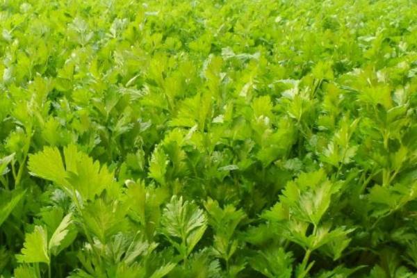芹菜空心原因以及如何预防,可能是缺少肥料、受到冻害、采收过迟等因素所导致