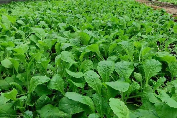 春季蔬菜管理技术,根据棚形来确定采光和保温