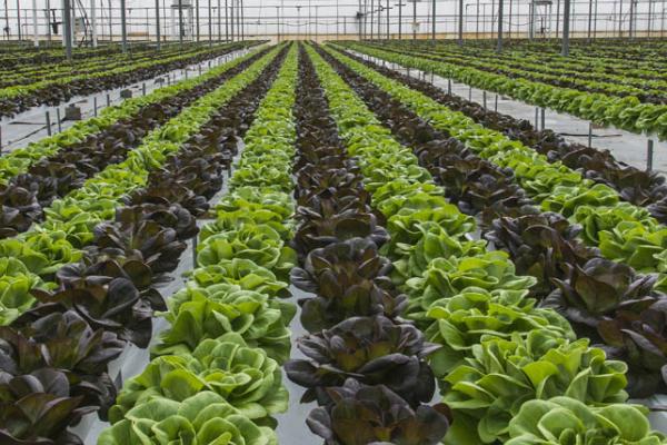 春季蔬菜管理技术,根据棚形来确定采光和保温