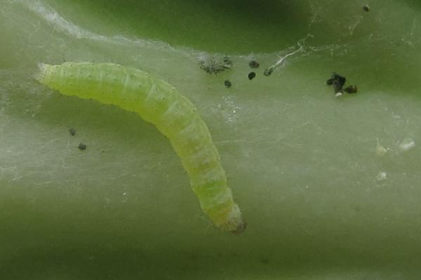 什么是吊丝虫,是菜蛾属的一种有害昆虫