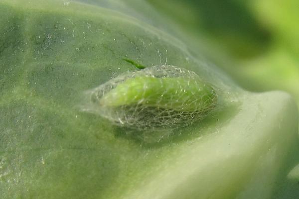 什么是吊丝虫,是菜蛾属的一种有害昆虫