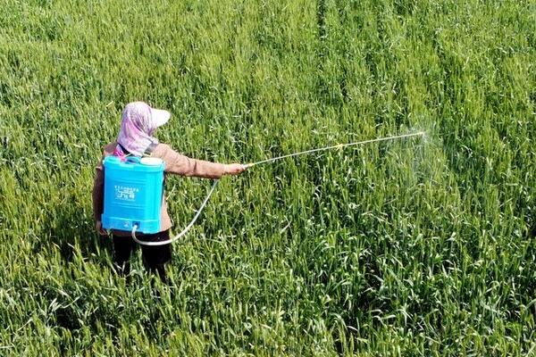 什么是吊丝虫,是菜蛾属的一种有害昆虫