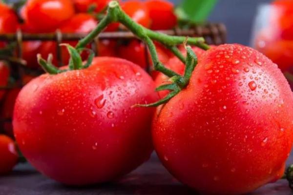 番茄大棚栽培技术,通常于2月下旬至3月中旬定植