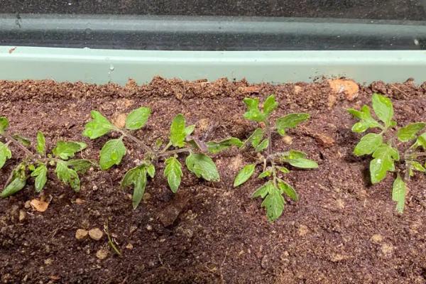 番茄大棚栽培技术,通常于2月下旬至3月中旬定植