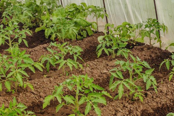 番茄大棚栽培技术,通常于2月下旬至3月中旬定植