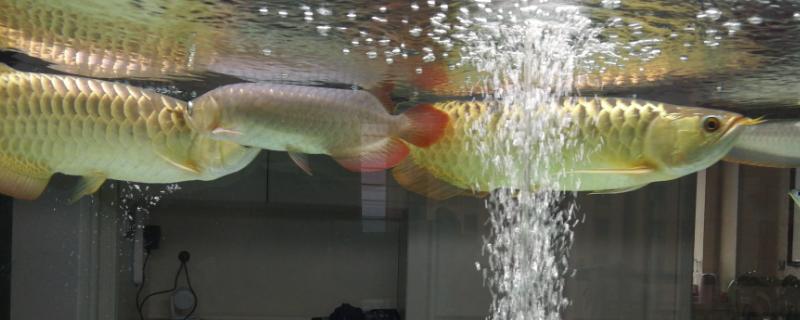 养龙鱼喂淡水虾还是海虾